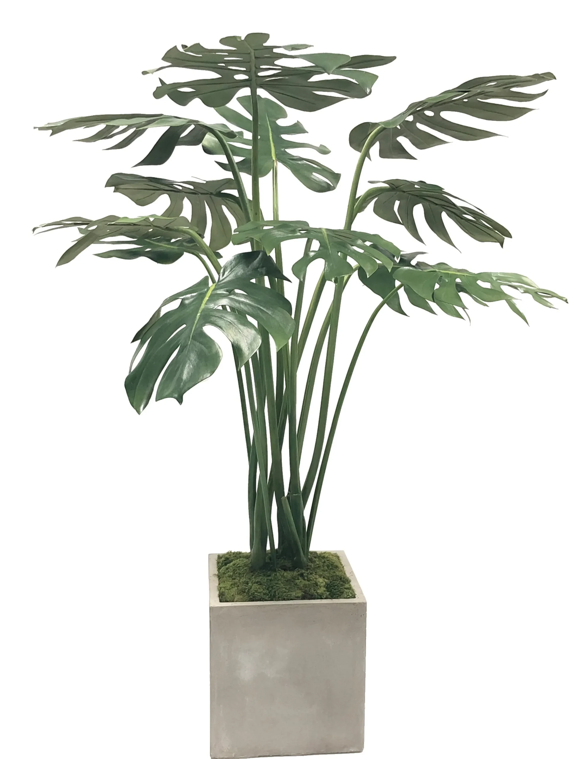 SPLIT PHILO IN PLANTER 4'