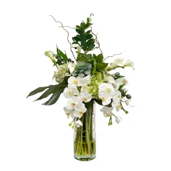Split Philo Orchid in Vase