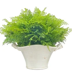 Spring Fern in Planter 22"