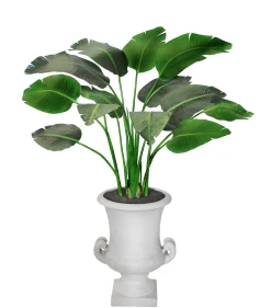 Travelers Palm in Handle Urn 5'