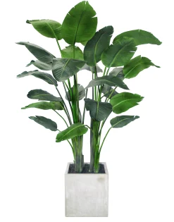 Travelers Palm Potted Tree 6'